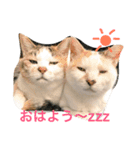ちゃしろねるスタンプ♡（個別スタンプ：8）