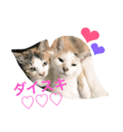 ちゃしろねるスタンプ♡（個別スタンプ：10）