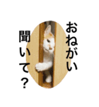 ちゃしろねるスタンプ♡（個別スタンプ：14）
