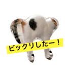 ちゃしろねるスタンプ♡（個別スタンプ：15）