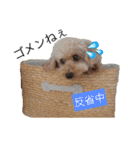 トイプー＆ヨーキーのワンワンワン（個別スタンプ：6）