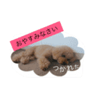 トイプー＆ヨーキーのワンワンワン（個別スタンプ：10）