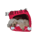 トイプー＆ヨーキーのワンワンワン（個別スタンプ：11）