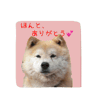 トイプー＆ヨーキーのワンワンワン（個別スタンプ：18）