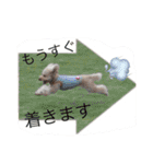 トイプー＆ヨーキーのワンワンワン（個別スタンプ：19）