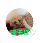 気ままなここにゃん 第1弾（個別スタンプ：13）