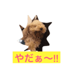 気ままなここにゃん 第1弾（個別スタンプ：15）