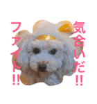 気ままなここにゃん 第1弾（個別スタンプ：17）