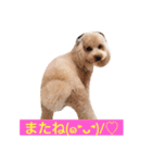 気ままなここにゃん 第1弾（個別スタンプ：22）