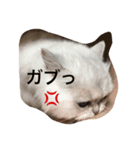 Mii no tubuyaki（個別スタンプ：2）