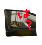 ゆる〜い かめ子。（個別スタンプ：4）