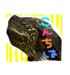 ゆる〜い かめ子。（個別スタンプ：8）