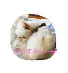 ゴロのんスタンプ①（個別スタンプ：1）