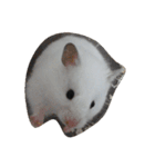 ホワイティ（個別スタンプ：5）