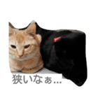 ホワイティ（個別スタンプ：7）