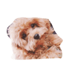 Lovely Dog Kuuuchan（個別スタンプ：1）