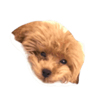 Lovely Dog Kuuuchan（個別スタンプ：3）