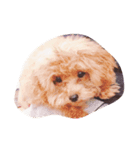 Lovely Dog Kuuuchan（個別スタンプ：4）