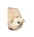 Lovely Dog Kuuuchan（個別スタンプ：6）
