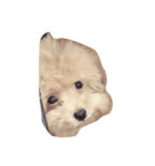 Lovely Dog Kuuuchan（個別スタンプ：7）