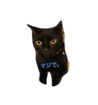 幸せのクロにゃんこ＊（個別スタンプ：2）