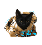 幸せのクロにゃんこ＊（個別スタンプ：10）