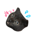 幸せのクロにゃんこ＊（個別スタンプ：13）