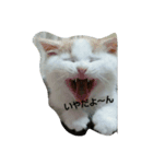 ぽんたのつぶやき（個別スタンプ：2）