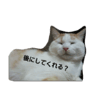 ぽんたのつぶやき（個別スタンプ：3）