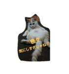 ぽんたのつぶやき（個別スタンプ：5）