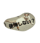 ぽんたのつぶやき（個別スタンプ：7）