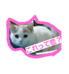 ぽんたのつぶやき（個別スタンプ：8）