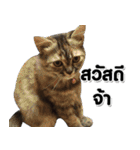 her name is Charlot（個別スタンプ：2）