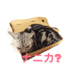 気持ちを伝えたいネコ（個別スタンプ：1）