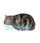 気持ちを伝えたいネコ（個別スタンプ：4）
