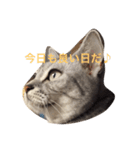気持ちを伝えたいネコ（個別スタンプ：5）