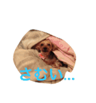 ウランと一緒（個別スタンプ：12）