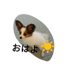 koronの一日（個別スタンプ：3）