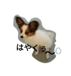 koronの一日（個別スタンプ：6）