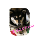 Kurosiba  MARO（個別スタンプ：6）