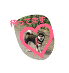 Kurosiba  MARO（個別スタンプ：8）