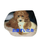 れんくん・プードル・トイプードル（個別スタンプ：5）