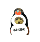 れんくん・プードル・トイプードル（個別スタンプ：8）