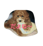 れんくん・プードル・トイプードル（個別スタンプ：14）