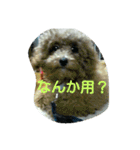 れんくん・プードル・トイプードル（個別スタンプ：15）