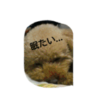 れんくん・プードル・トイプードル（個別スタンプ：21）