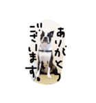ボステリのちび太（個別スタンプ：14）