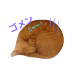 タマの寝言（個別スタンプ：3）