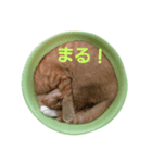 タマの寝言（個別スタンプ：4）