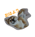 ゆきちライフ（個別スタンプ：1）
